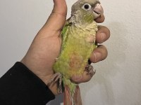 Eskişehir de konur papağanları