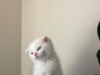 70 günlük scottish fold erkek
