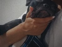 Erkek french buldog