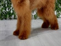 DEV LABRADOODLE YAVRULARIMIZ