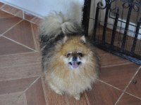 Yetişkin pomeranian