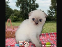 Boncuk gözlü scottish fold bebiş
