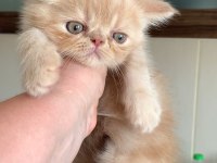 Küçük garfield kedimiz başka bir aileye gitmeye hazır