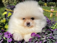 Ayı Surat Garantili Teacup Pomeranian Boo Bebeklerimiz