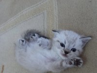 Mavi gözlü british shorthair yavrular