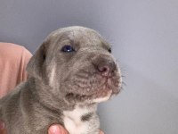 Mükemmel cane corso yavrular