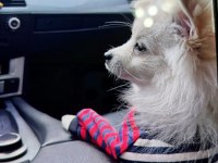 Pomeranian 8 Aylık Erkek Köpeğimiz
