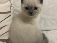 British Shorthair Yavrularım Yuvalarını Bekliyor