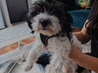 Maltese terrier erkek