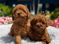 Orijinal Toy Poodle Yavrular Ataşehir