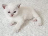 Yavru british shorthair