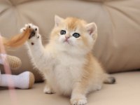 NY12 british longhair ve shorthair (ÜCRETSİZ DEĞİLDİR)
