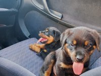 Irk garantili rottweiler yavrularımız