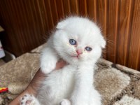 Mükemmel Scottish Fold Güzellik