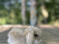 Hollanda lop tavşanı yavruları