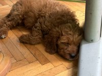 Yavru Dişi Toy Poodle