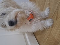 6 aylık erkek maltipoo teacup