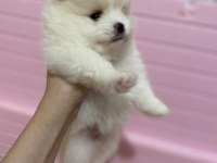Pomeranian 1 ay sonra rezerve olacaktır 1 aylıktır