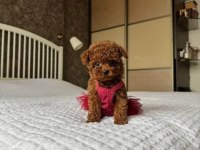 Orijinal Toy Poodle Yavrular Gebze
