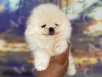 Orjinal Ayı Surat Teacup Pomeranian
