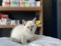 En uygunu en güzeli british shorthair