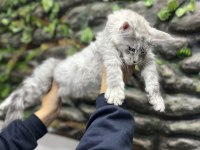 Şecereli Üretim İzinli Maine Coon Yavrular