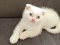 Scottish fold erkek