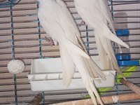Bir çift orijinal albino kırmızı göz sultan papağanı