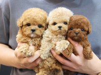 ÇANAKKALEDE TOY POODLE