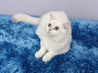 British shorthair sevimli cana yakın uysal
