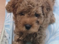 Toy poodle red brown orjinal