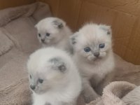 Nadir bulunan safkan Scottish Fold Bluepoint Bebeklerimiz