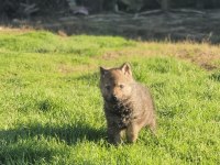Çekoslovak wolfdog