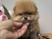 Pomeranian Boo Cinsi