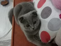 3 aylık dişi scottish fold kediler
