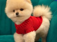POMERANİAN BOO YAVRU KÖPEKLER