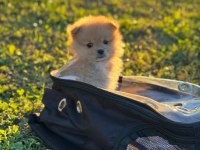 Pomeranian Boo Yavru