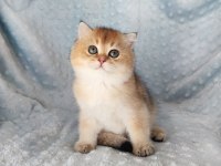 Şeker bayramının şekerleri kediler