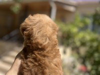 Uygun F2 Maltipoo Yavrular