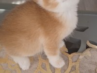 Golden british shorthair bebekler