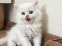 British Longhair Bebeklerimiz Yeni Yuvalarını Arıyor