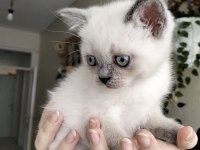 British shorthair yavrularımız ırk sağlık garantili