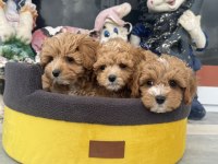 Ankaranın En Güzel Kore Maltipoo Yavruları