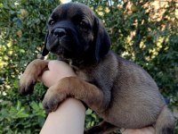 Cane corso yavrular ırk sağlık garantili
