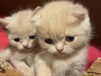 50 günlük scottish fold yavrularımıza yeni yuva arıyoruz