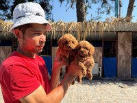 Kahve apricot red krem renklerde poodle şekerler