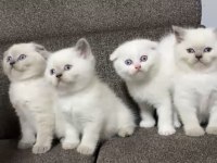 SAFKAN ORJİNAL IRK YAVRU KEDİLERİMİZ