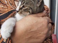 KEDİMİZ SHAKY TATLI OĞLUMUZ YUVA ARIYOR