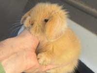 Hollanda Lop Tavşanları