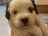 Sağlıklı Oyuncu Erkek Morkie Yavruları